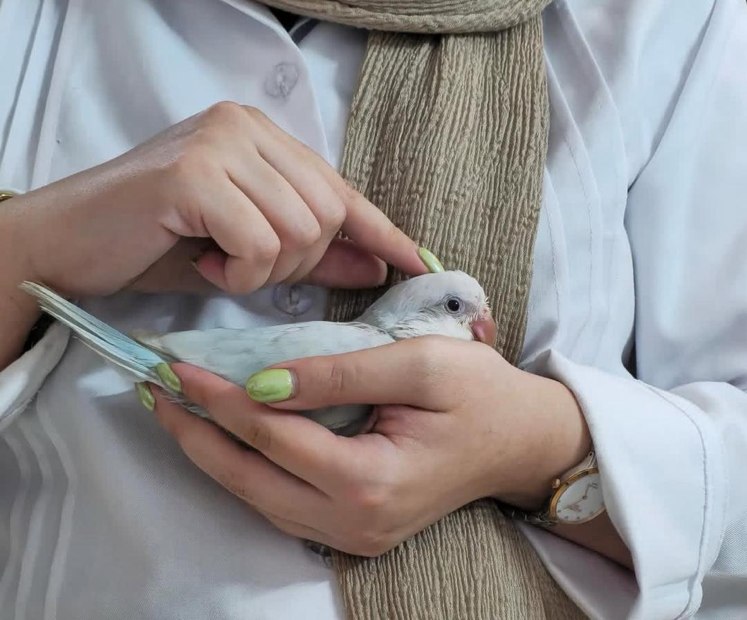 کلینیک دامپزشکی پتیکا در میدان چهارده معصوم کاشان